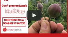 Jak silnie zareagował Red Cap na Metamitron !