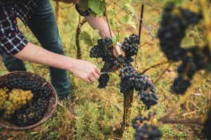 Polskie winiarstwo w dobie kryzysu – nowe kierunki rozwoju dla lokalnych winnic szansą na przetrwanie