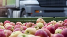 Eksport ukraińskich jabłek spadł trzykrotnie