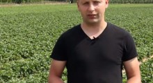 Komunikat truskawkowy - 17.06.2020 - Tomasz Domański, Agrosimex