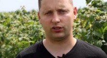 Komunikat malinowy - 17.06.2020 - Tomasz Domański, Agrosimex