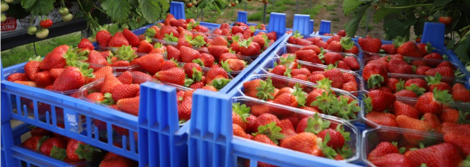 Polskie nauczycielki pracują przy zbiorach truskawek 