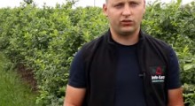 Komunikat borówkowy - 29.06.2020 - Tomasz Domański, Agrosimex