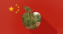 Rekordowo wysokie zapasy jabłek w Chinach 
