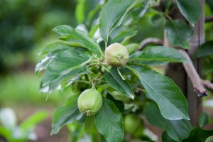  Parch jabłoni jest chorobą przebiegającą dwuetapowo, a ochrona musi być dostosowana do jej dynamiki. 