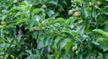 Laminaryna kontra parch jabłoni 