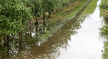 Ulewy, tornada i gradobicia niszczą włoskie sady 