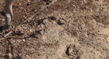 Susza w 4 wojew&oacute;dztwach