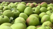 Ukraina: Wysokie ceny wczesnych odmian jabłek 