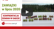 Konfrontacja odmian jabłoni w sadzie - lipiec 2020