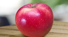 HOT84A1 – nowa odmiana jabłoni odporna na zmiany klimatu