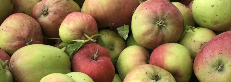 Jak kształtują się ceny jabłek z przerywki ? 