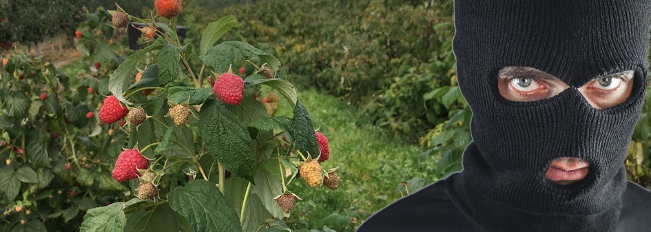 Kradzieży malin ciąg dalszy – 300 kg malin w jedną noc ! 