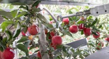 Automatyzacja zbiorów jabłek ?! 