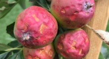 Grad zniszczył jabłka w gminie Konstantynów – trwa szacownie strat 