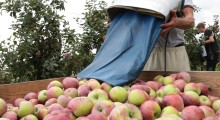 GUS: Zbierzemy 3,3 mln ton jabłek
