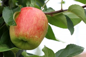  Jabłka odmiana Sander - ok. 7-10 dni przed zbiorem