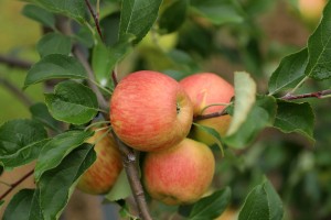  Jabłka odmiana Sander - ok. 7-10 dni przed zbiorem