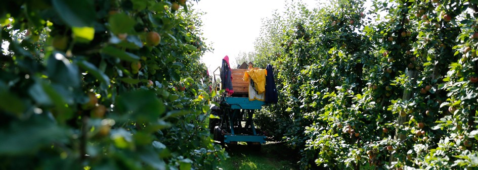 Brak pracowników do zbiorów jabłek oznacza małą podaż i wzrost cen