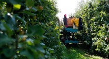 Brak pracowników do zbiorów jabłek oznacza małą podaż i wzrost cen
