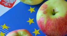 Polskie jabłka najdroższe w UE – podają media 