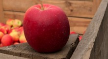 Prognosfruit 2020: Zbiory jabłek w Polsce wyniosą 3,4 mln ton