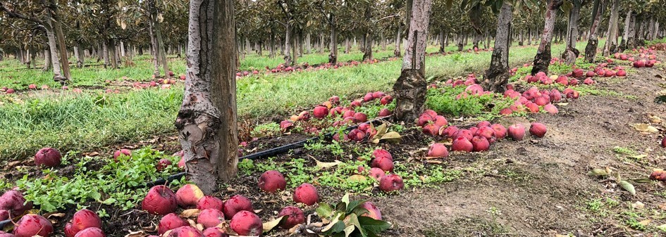Ceny jabłek przemysłowych dochodzą do 55 gr/kg