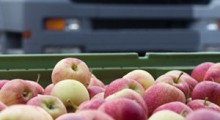 Rosja rozważa wprowadzenie limitów na import jabłek i śliwek