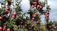 Południowy Tyrol: Aktualne ceny za jabłka i trendy 