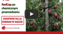 Czy trudno przerzedzić chemicznie odmiany z grupy Red Delicious ?