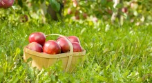 BioBiedronka wprowadza polskie jabłka w wersji eko