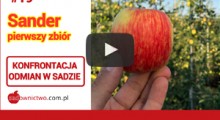 Odmiana Sander - na drzewie i pierwsza jabłka w skrzynkach