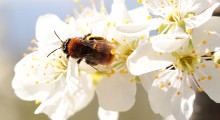 Ekstrakt z konopi siewnej ochroni pszczoły przed pestycydami ? 