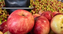 Jak aktualnie kształtują się ceny jabłek przemysłowych ? 
