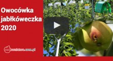 Owocówka jabłkóweczka - sygnalizacja, uszkodzenia, zwalczanie 2020