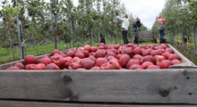 Ceny polskich jabłek najniższe w Europie