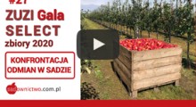 Zuzi Gala Select - zbiory jabłek w sezonie 2020
