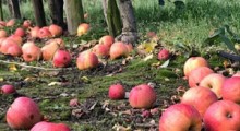 Agrobiznes: Ceny jabłek przemysłowych spadły do 55 groszy...