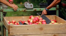 COVID-19 – wytyczne dla przedsiębiorstw sektora spożywczego