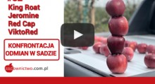 Red Delicious: King Roat, Jeromine, Red Cap oraz Viktored - porównajmy 