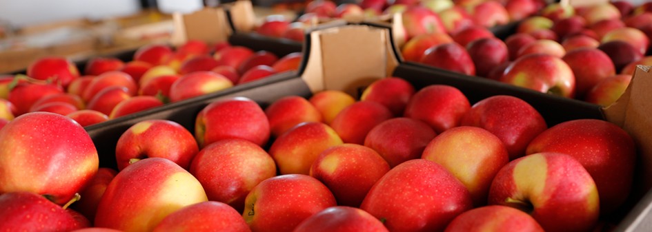 Ukraina: Ceny jabłek coraz niższe, ale…
