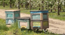 Kradzież uli coraz częstsza – skradziono 9 uli wraz z pszczołami ! 