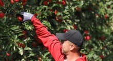 GUS: Zbierzemy 3,4 mln ton jabłek 