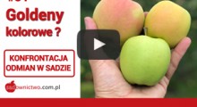 Kolorowe Goldeny ? Dream, Italia, Reinders - konfrontacja jabłek