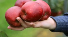 Kiedy polskie jabłka będą miały lepszą jakości niż włoskie ?