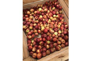 Polskie jabłka Jonagold w Lidlu / 12.10.2020