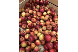 Polskie jabłka Jonagold w Lidlu / 12.10.2020