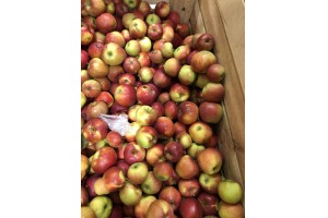 Polskie jabłka Jonagold w Lidlu / 12.10.2020