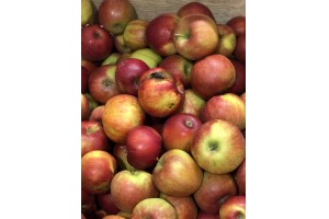 Polskie jabłka Jonagold w Lidlu / 12.10.2020