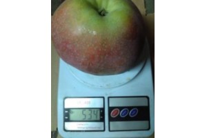  Lobo- jabłko o wadze 0,543 kg [foto: Stefan] 
